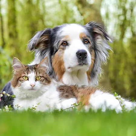 Le Regina Restaurant فندق آرديلوت-بلاج